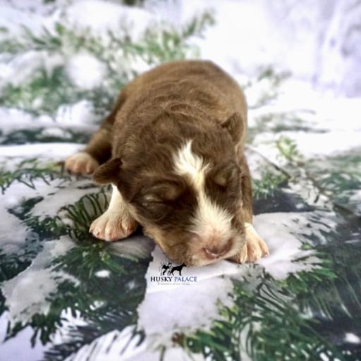 AKC Dr. Derek Shepherd 4